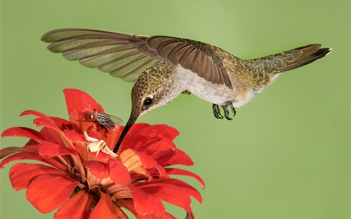 Kolibriflug, Flügel, rote Blumen Hintergrundbilder Bilder