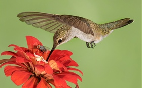 Kolibriflug, Flügel, rote Blumen HD Hintergrundbilder