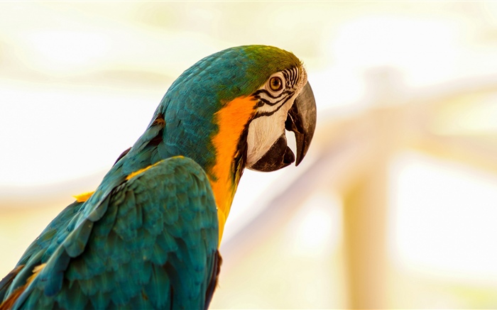 Papagei, Vogel Hintergrundbilder Bilder