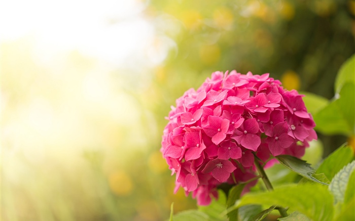 Rosa Hortensie, Blumen, Blendung Hintergrundbilder Bilder