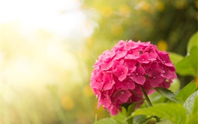 Rosa Hortensie, Blumen, Blendung HD Hintergrundbilder