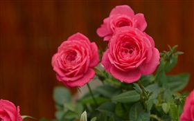 Rosa Rosen, Blumen HD Hintergrundbilder