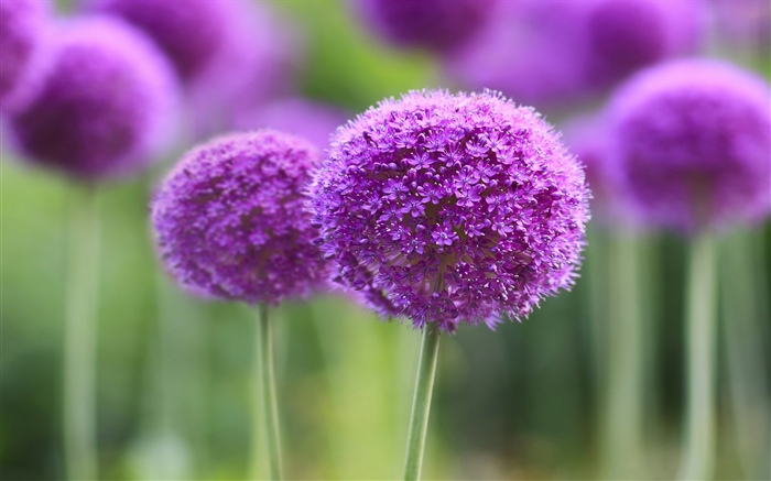 Purpurrote Blumen, Ball, bokeh Hintergrundbilder Bilder