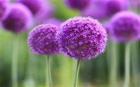 Purpurrote Blumen, Ball, bokeh HD Hintergrundbilder