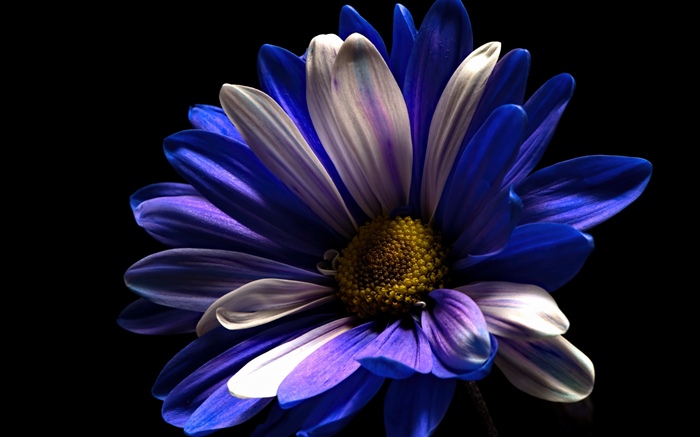 Purpurrote weiße Blumenblattblume, schwarzer Hintergrund Hintergrundbilder Bilder