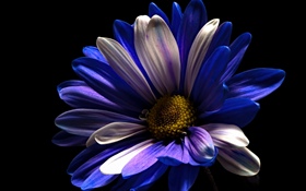 Purpurrote weiße Blumenblattblume, schwarzer Hintergrund HD Hintergrundbilder