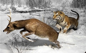 Tigerjagdhirsch HD Hintergrundbilder