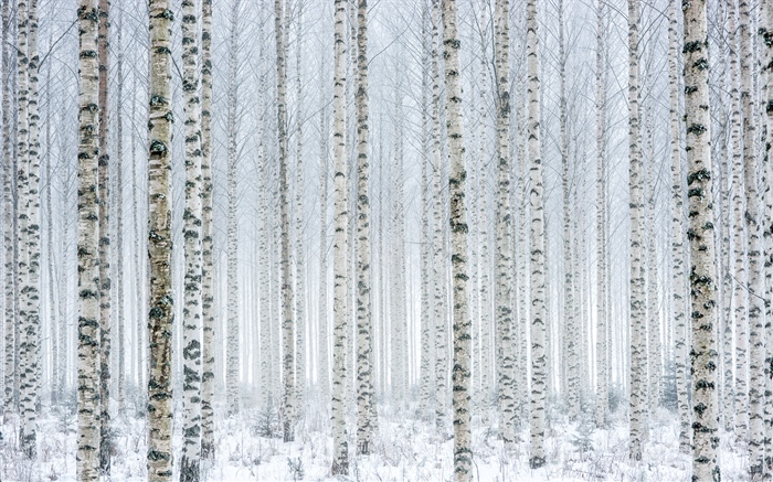 Bäume, Birke, Wald, Schnee, Winter Hintergrundbilder Bilder
