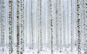 Bäume, Birke, Wald, Schnee, Winter HD Hintergrundbilder
