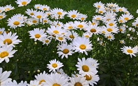 Weiße Kamillenblumen, Garten HD Hintergrundbilder