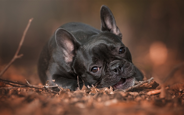 Französische Bulldogge, Ruhe, Boden Hintergrundbilder Bilder