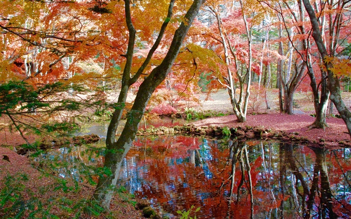 Bäume, Teich, Park, Herbst Hintergrundbilder Bilder