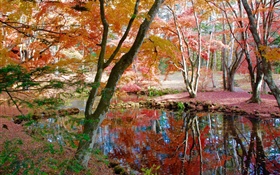 Bäume, Teich, Park, Herbst