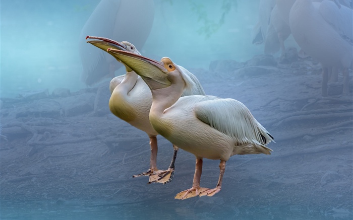 Zwei Pelikane Hintergrundbilder Bilder