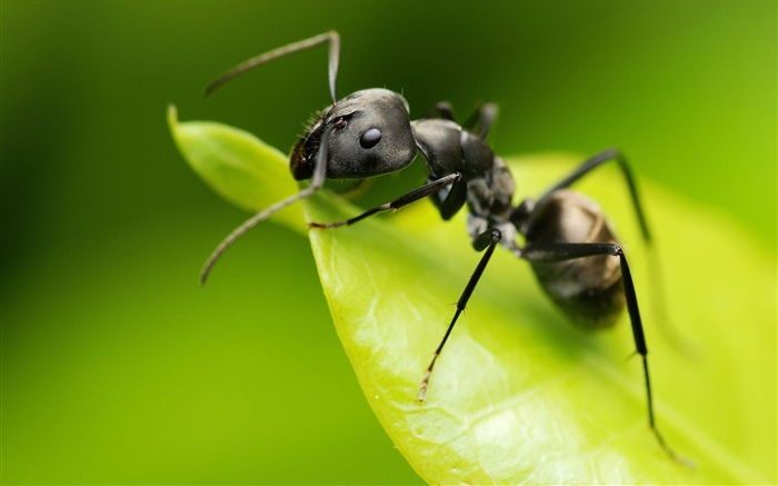 Ameise, grünes Blatt, Insekt Hintergrundbilder Bilder
