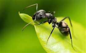 Ameise, grünes Blatt, Insekt HD Hintergrundbilder