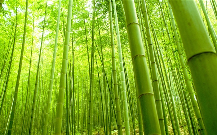 Bambuswald, grün, Sommer Hintergrundbilder Bilder
