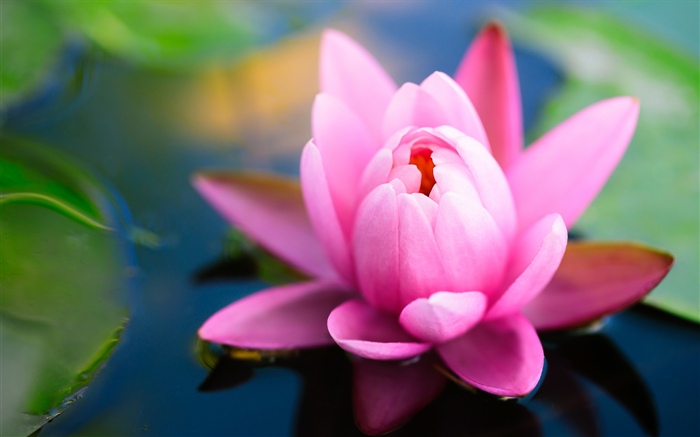 Schöne rosa Seerose, Teich Hintergrundbilder Bilder