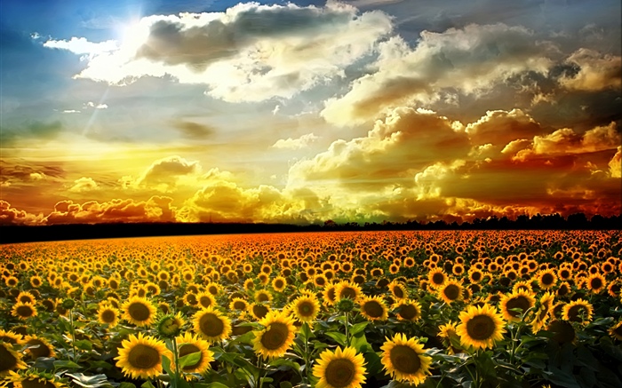 Schöne Sonnenblumen, Sommer, Sonnenschein, Wolken Hintergrundbilder Bilder