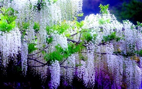 Schöne Glyzie Blumen, Frühling HD Hintergrundbilder
