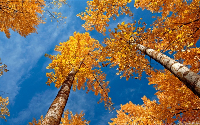 Birke, Bäume, blauer Himmel, Herbst Hintergrundbilder Bilder