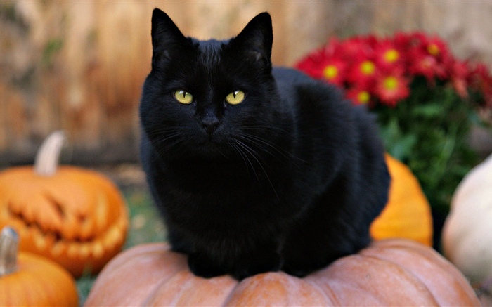 Schwarze Katze, gelbe Augen, Kürbis Hintergrundbilder Bilder
