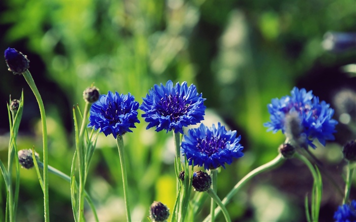 Blaue Blumen, grüner Hintergrund Hintergrundbilder Bilder