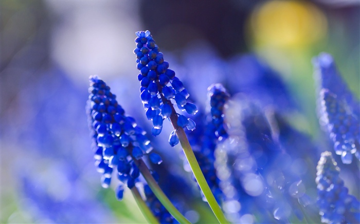 Blaue Blüten, dunstig Hintergrundbilder Bilder