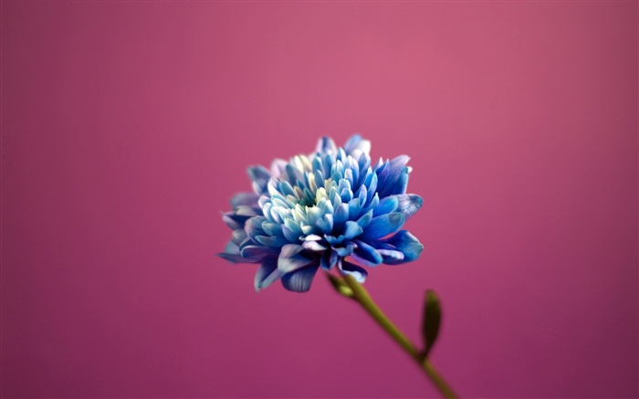 Blaue Blumenblattblume, rosafarbener Hintergrund Hintergrundbilder Bilder