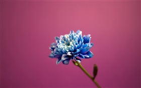 Blaue Blumenblattblume, rosafarbener Hintergrund