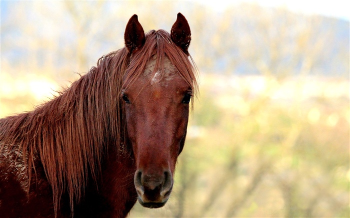 Braunes Pferd, Kopf Hintergrundbilder Bilder