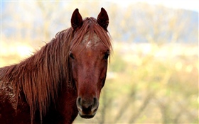 Braunes Pferd, Kopf HD Hintergrundbilder