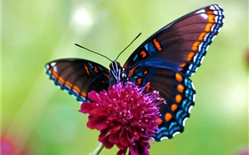 Schmetterling, rosa Blume HD Hintergrundbilder
