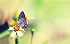 Schmetterling, weiße Blume, verschwommen