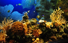 Clownfisch, Fisch, Koralle HD Hintergrundbilder