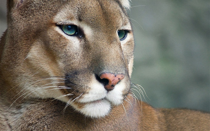 Puma, Tierwelt, Gesicht Hintergrundbilder Bilder