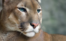 Puma, Tierwelt, Gesicht HD Hintergrundbilder