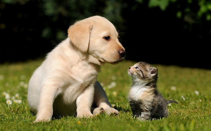 Hund und Kätzchen Hintergrundbilder Bilder