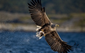 Adler fangen Fische, Flügel, See HD Hintergrundbilder