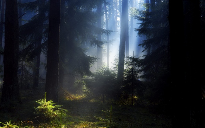 Wald, Bäume, Nebel, Morgen Hintergrundbilder Bilder
