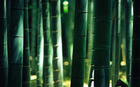 Grüner Bambus, Stamm