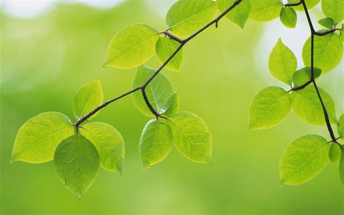 Grüne Blätter, Zweige, Frühling Hintergrundbilder Bilder