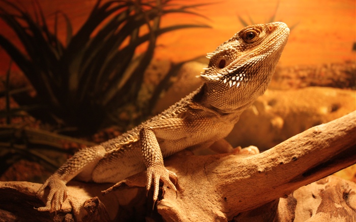 Lizard, Wüste Hintergrundbilder Bilder