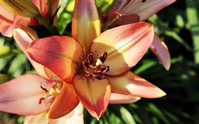 Orangefarbene Blume aus nächster Nähe, Blütenblätter HD Hintergrundbilder