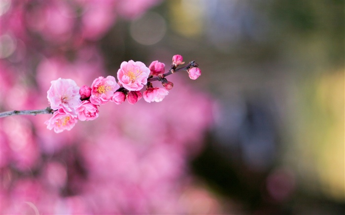 Rosa Aprikosenblumen Hintergrundbilder Bilder
