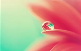 Rosa Blütenblätter, Wassertropfen HD Hintergrundbilder