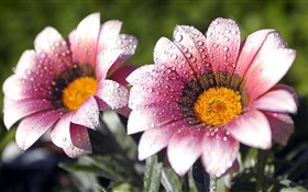 Rosa Blüten, Blütenblätter, Wassertröpfchen HD Hintergrundbilder