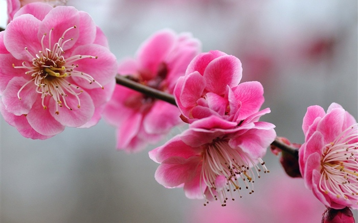 Rosa Pflaumenblumen, Zweige, Frühling Hintergrundbilder Bilder