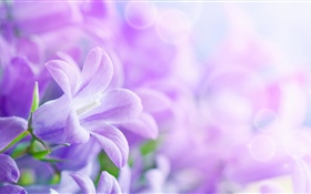 Lila Blüten, Frühling, dunstig HD Hintergrundbilder
