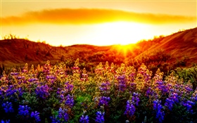 Lila Blumen, Sonnenuntergang HD Hintergrundbilder